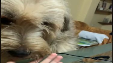 La joven filmó a su perro acompañándola mientras ella estudiaba.