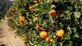 Plantación de naranja en Ledesma.