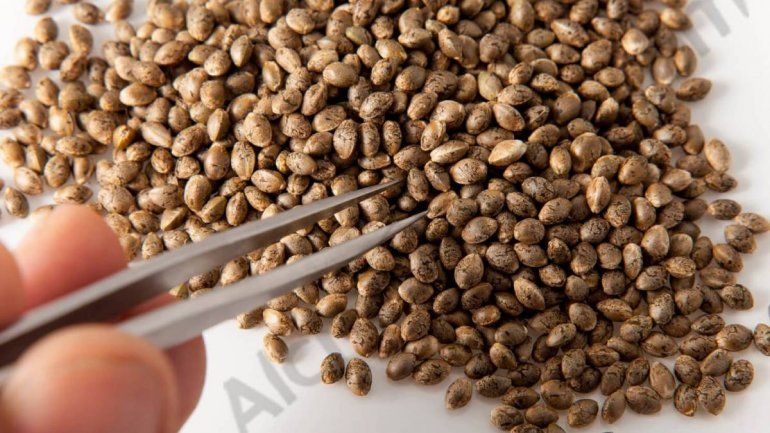 Semillas de cannabis medicinal