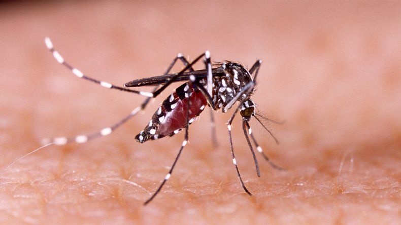El mosquito aedes aegypti, vector que transmite el dengue.&nbsp;