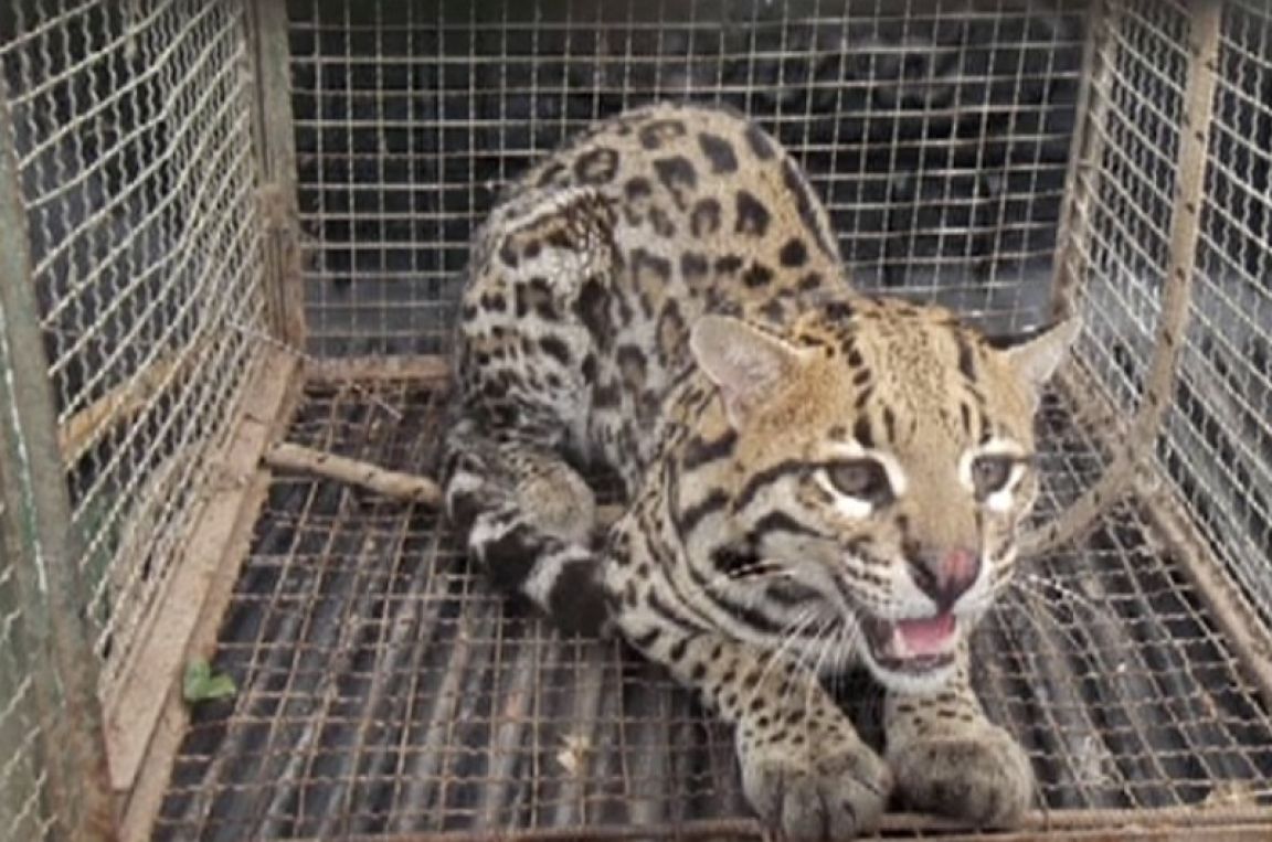Ocelote hallado en LGSM
