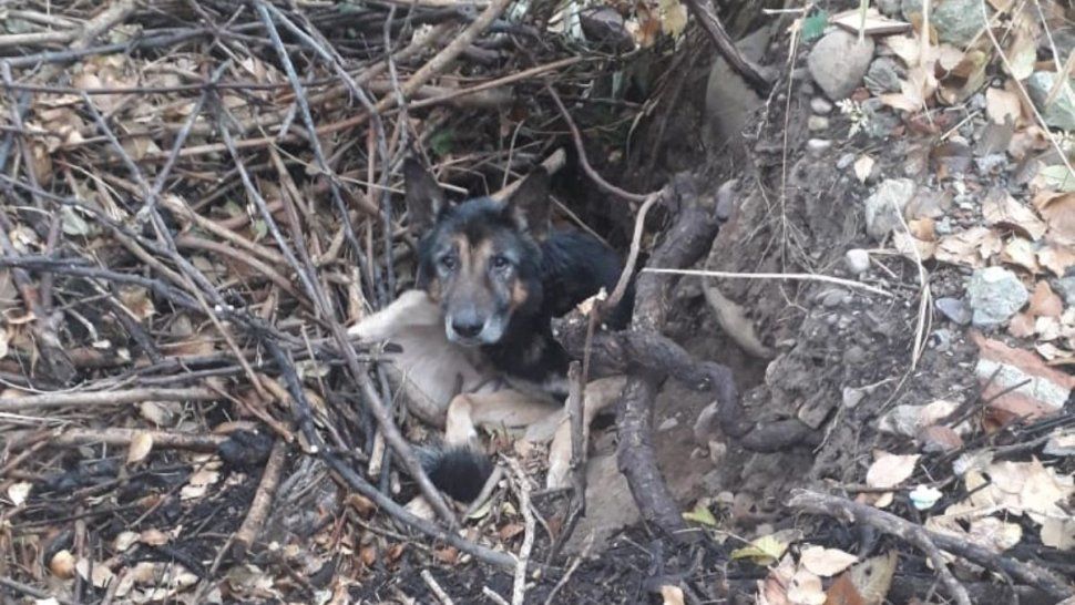 Rescataron a un perro fue enterrado en un pozo cerca del río en Los Molinos. Sufría hipotermia, deshidratación y desnutrición.