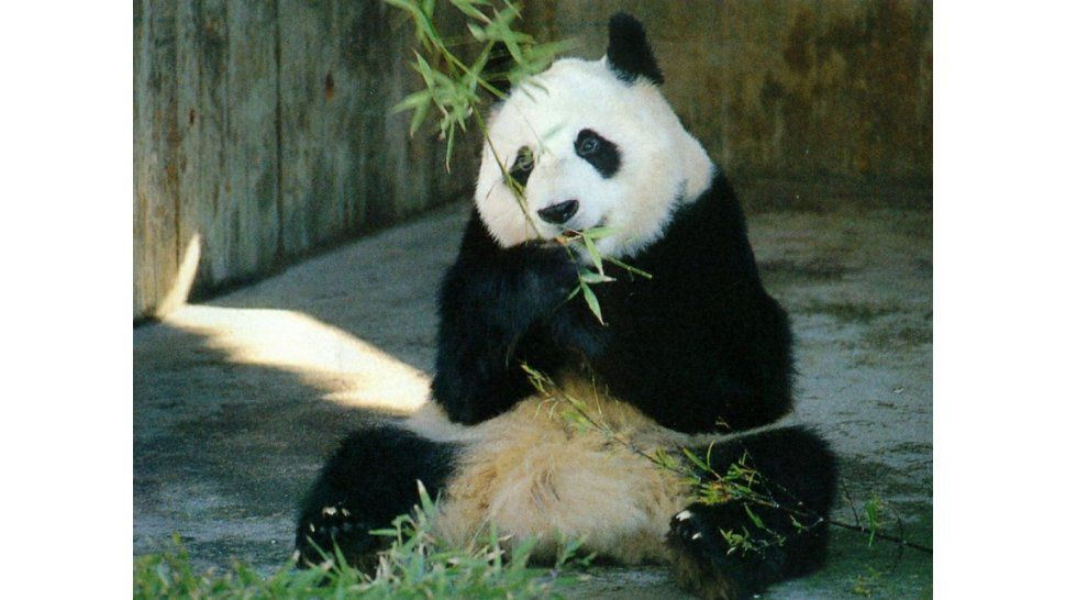 Oso panda