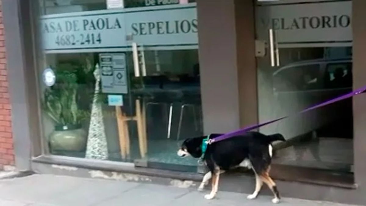 Este perro llamado Negro fue al lugar donde habían velado al hombre que lo había rescatado en 2016.