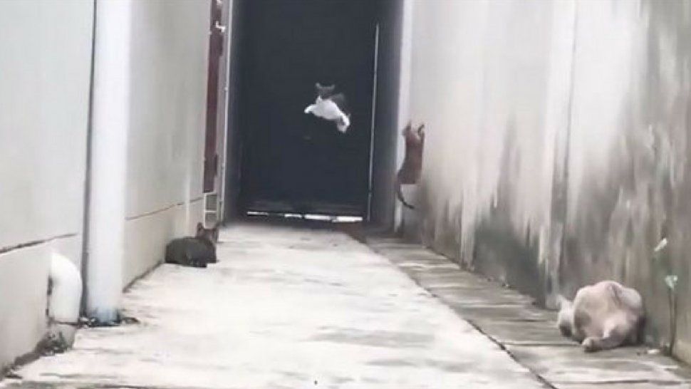 Gato volador: un felino es amenazado por otros y escapa de forma alucinante