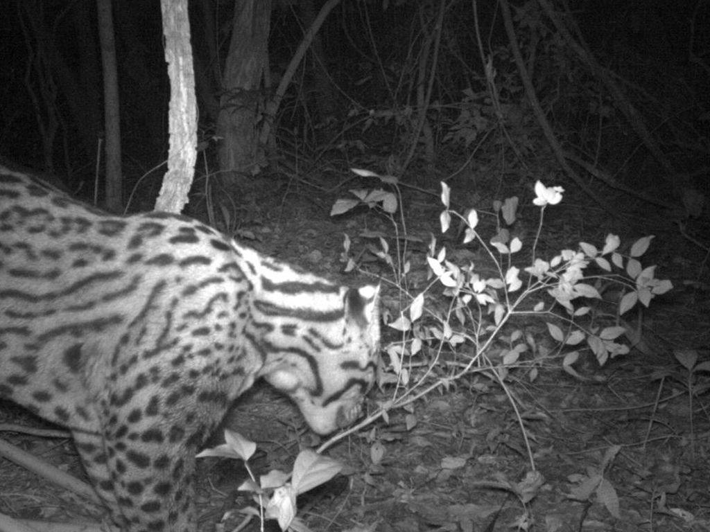 ocelote captado con "cámara trampa"