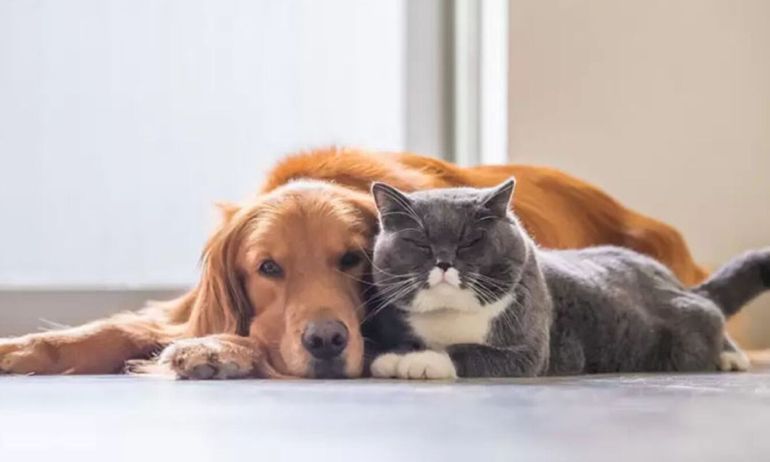 Mascotas en Alto Comedero (Foto ilustrativa)