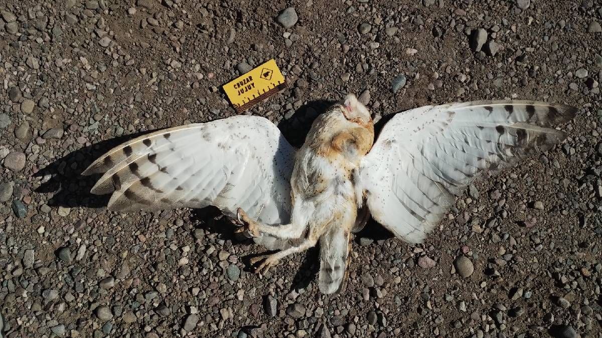 Animales atropellados en Jujuy