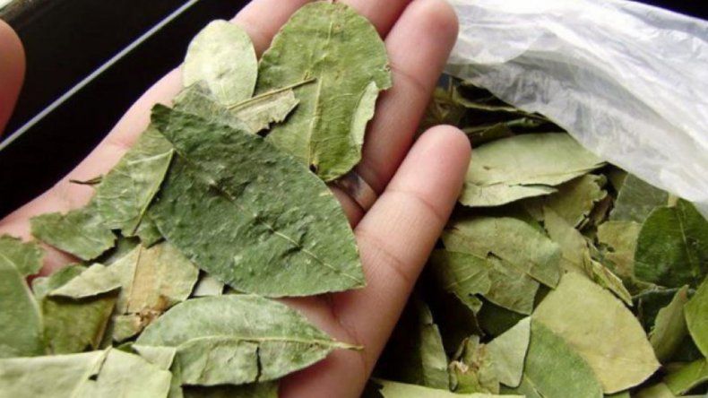 Por el Arenavirus en Bolivia, aconsejan no consumir hojas de coca
