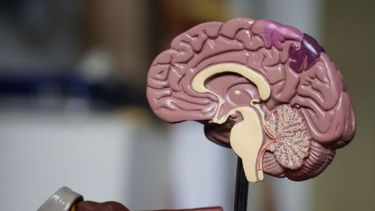 Sarcasmo y doble sentido: cómo el cerebro logra identificarlos.&nbsp;