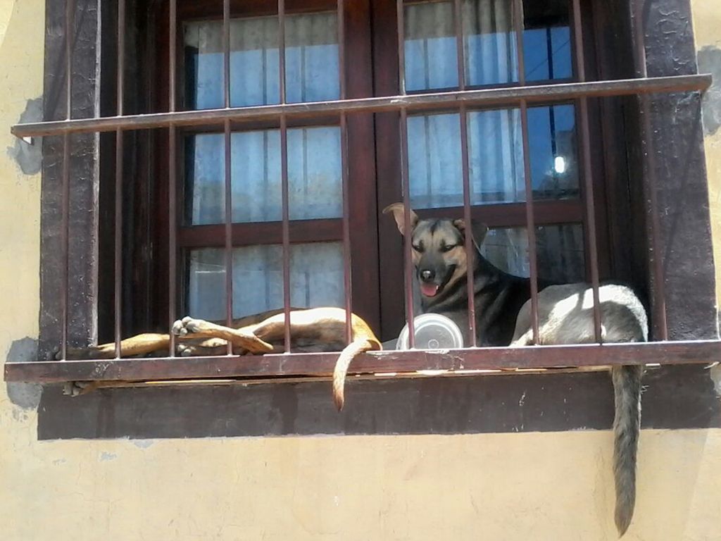 Perros maltratados