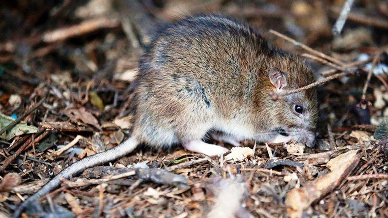 En lo que va del 2024 ya se registraron 12 casos de hantavirus en Salta