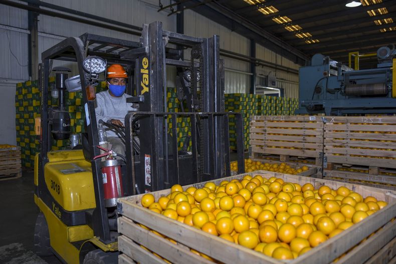 Producción de la empresa Ledesma.