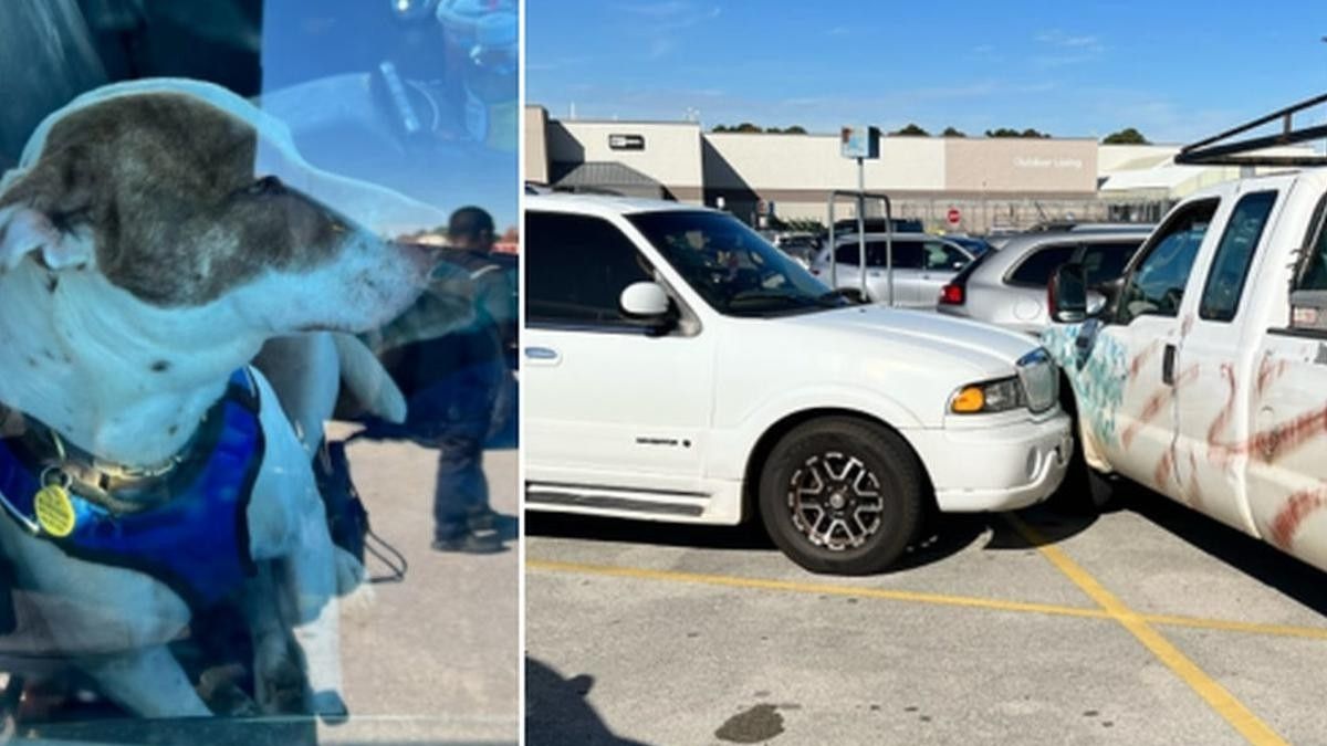 Estados Unidos: un perro encendió un auto y provocó un choque.&nbsp;