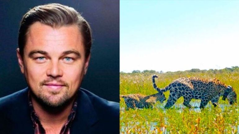 Con un video en sus redes sociales, Leonardo DiCaprio celebró a la Fundación Rewilding local por haber recuperado a un yaguareté en los Esteros del Iberá. 