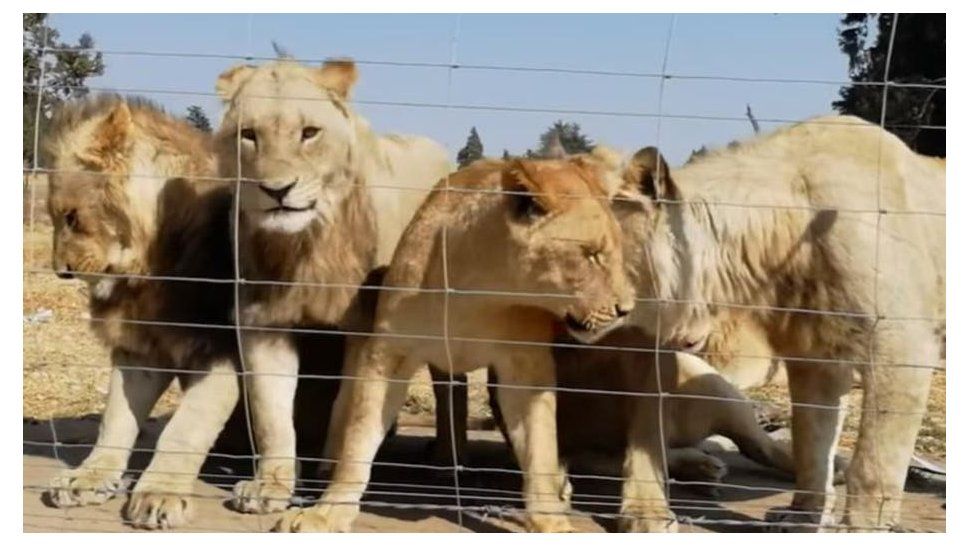 sudafrica: crian 12 mil leones para ser cazados por turistas