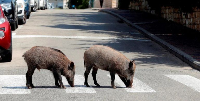 Animales en las ciudades.jpg