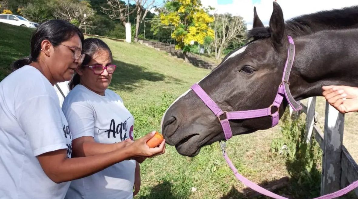 la fundacion jujena de equinoterapia busca padrinos para sus caballos