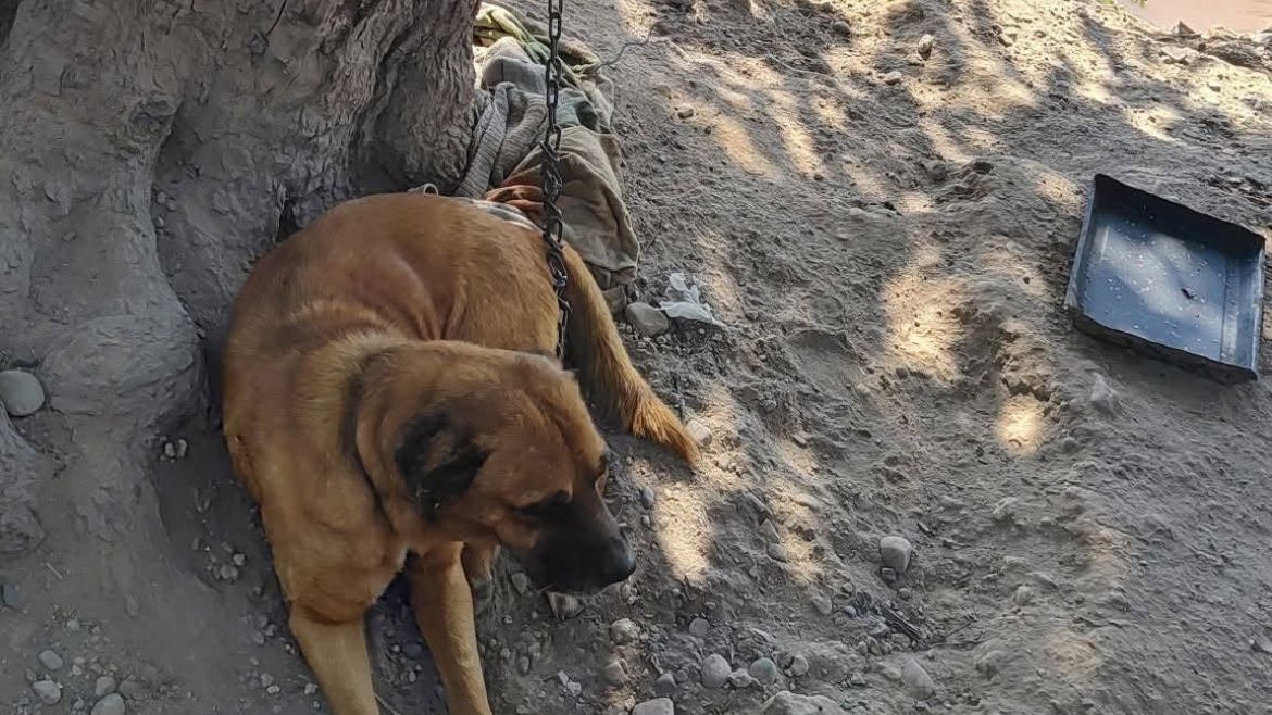 Caso de maltrato animal en Aguas Calientes.&nbsp;