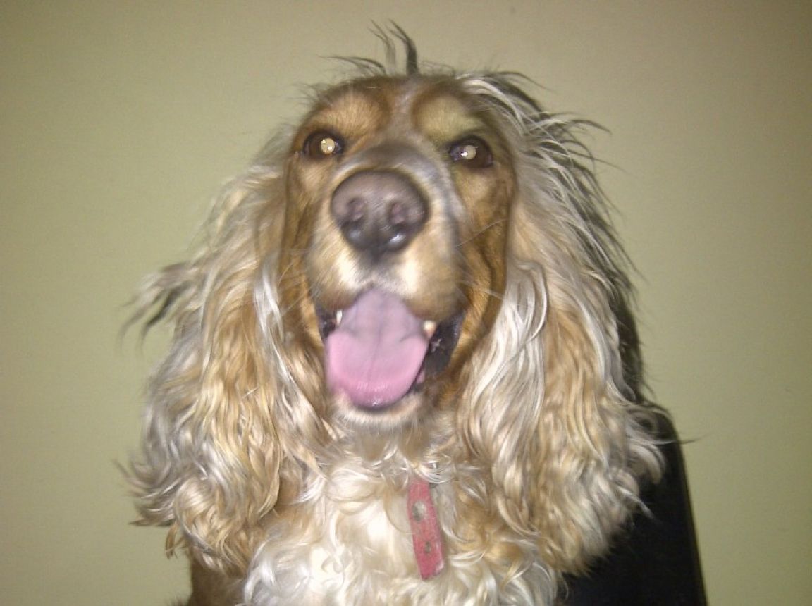 Años perros