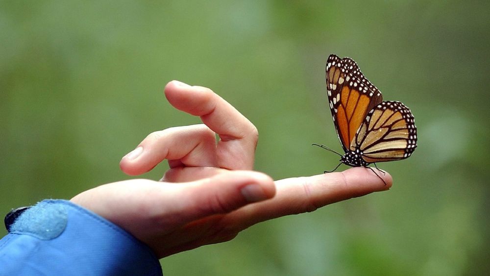 ¿Qué significado espiritual tiene que una mariposa se pose sobre una persona? ¿Qué significado espiritual tiene que una mariposa se pose sobre una persona?
