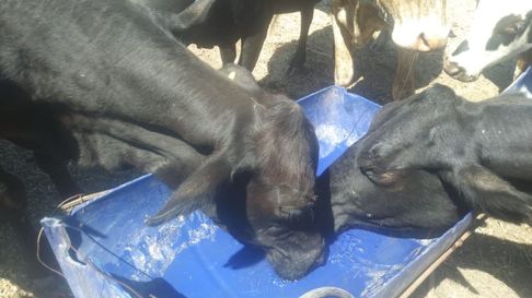 Todo Jujuy | bebedero de animales.jpg