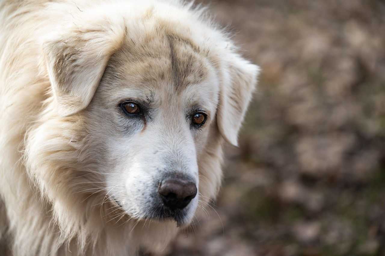 Cómo son los perros que viven para cuidar al ganado en la Puna