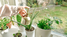 Cuáles son las mejores plantas para ahuyentar a los mosquitos.&nbsp;