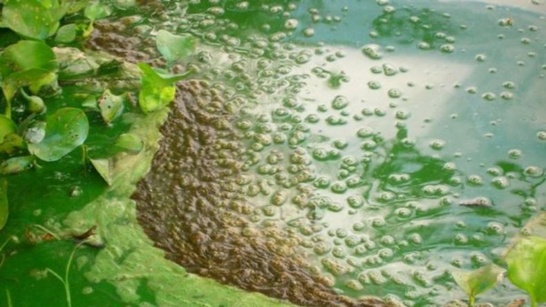 Cianobacterias del Dique Los Alisos no presentan toxicidad