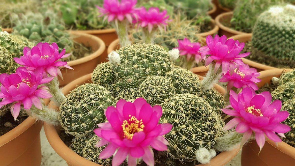 Todo Jujuy | Vuelve el paseo de las plantas