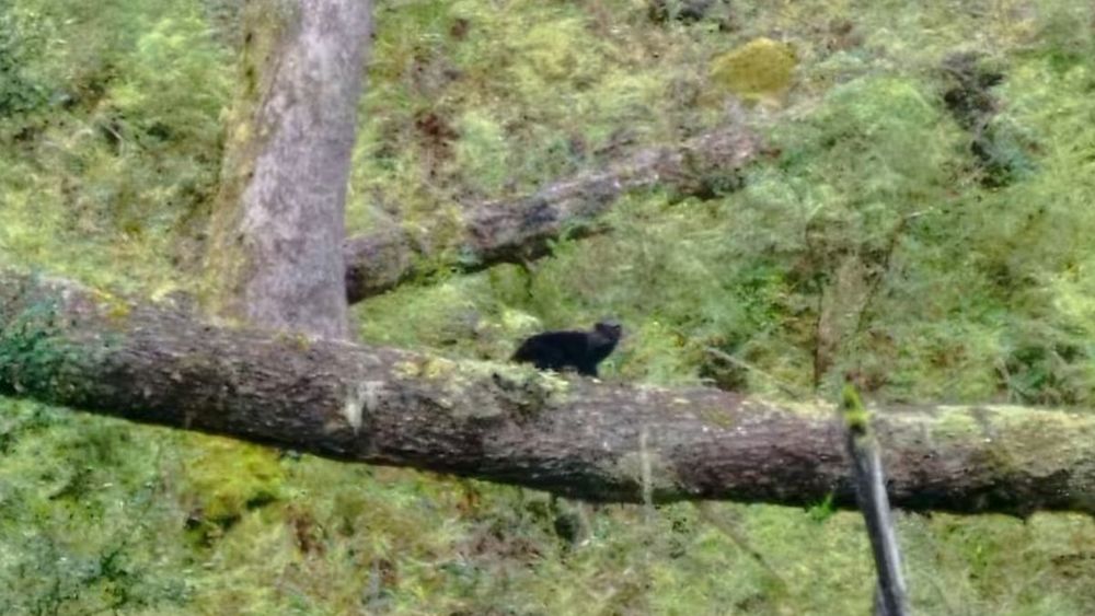 Fue fotografiado el gato Huiña Melánico.