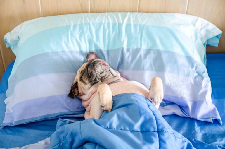 dormir mas