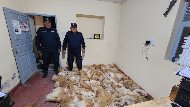 Efectivos del destacamento de Lagunillas del Farallón secuestraron más de 40 de cueros de vicuñas en un corral ubicado en Paraje Agua Caliente-Cerro Vilama en el Departamento Rinconada.