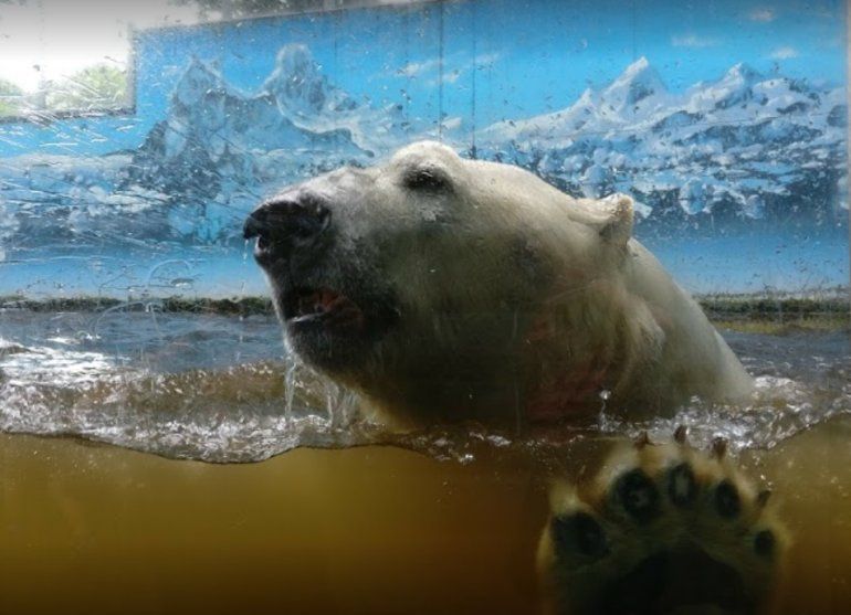 Oso-polar-del-zoologico-aleman-Neumünster.png