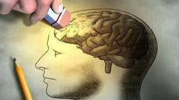 Las personas con poco contacto social tenían volúmenes más bajos en áreas del cerebro como el hipocampo y la amígdala.