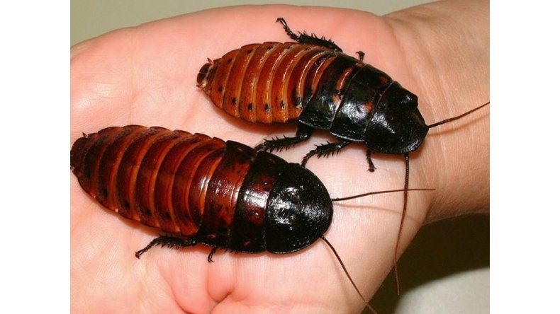 Cucarachas