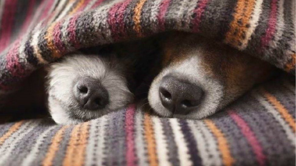 Un virus trasmitido por perros podría ser mortal