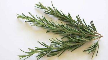 Hallaron que el Romero sirve para mejorar la memoria y la concentración, para prevenir el alzheimer y la demencia, y combatir contra la ansiedad y depresión.