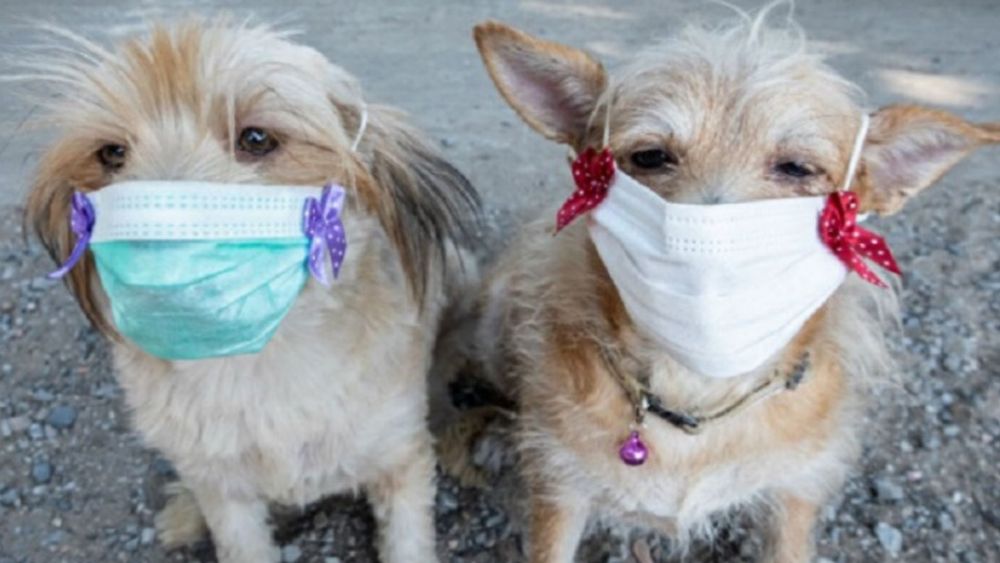 Coronavirus en los perros