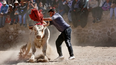 Tras las honras a la Virgen de la Asunción, Casabindo ya vive el tradicional Toreo de la Vincha