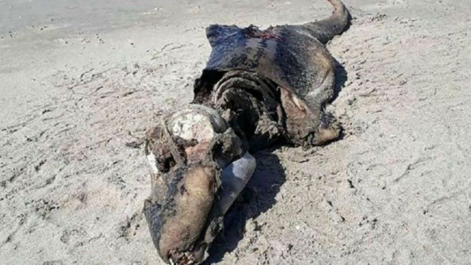 Criatura monstruosa apareció en la costa de Gales y descolocó a los científicos