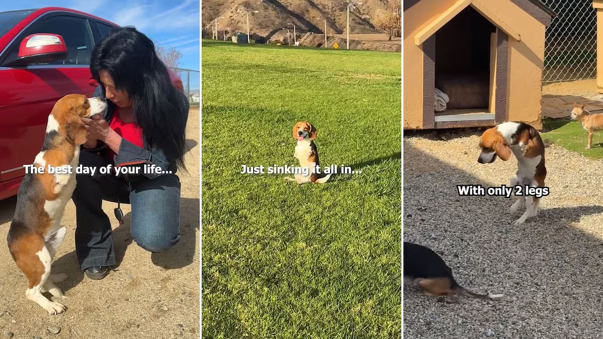 Un perro sin patas vivió un día mágico.