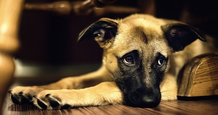 Las 5 señales de que tu perro puede estar enfermo: todos los detalles.&nbsp;