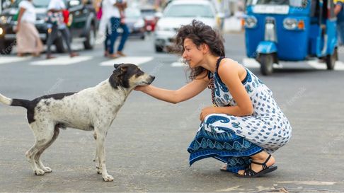 Todo Jujuy | perro calle.jpg