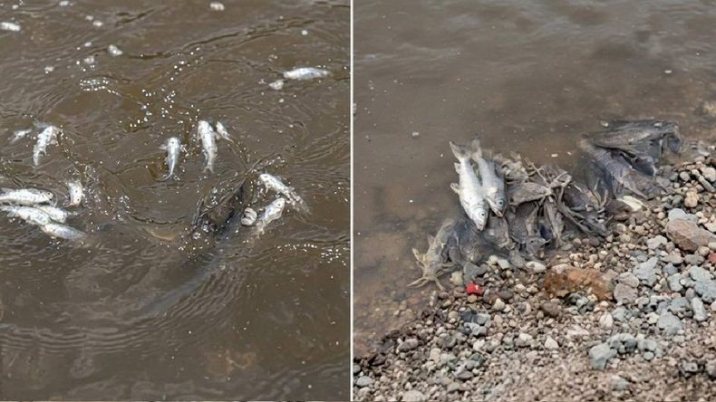 Tucumán: denuncian una masiva mortandad de peces en el río Salí