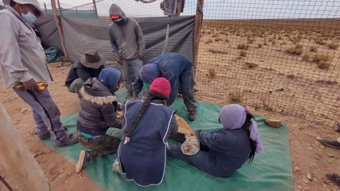 Esquila de vicuñas en la Puna