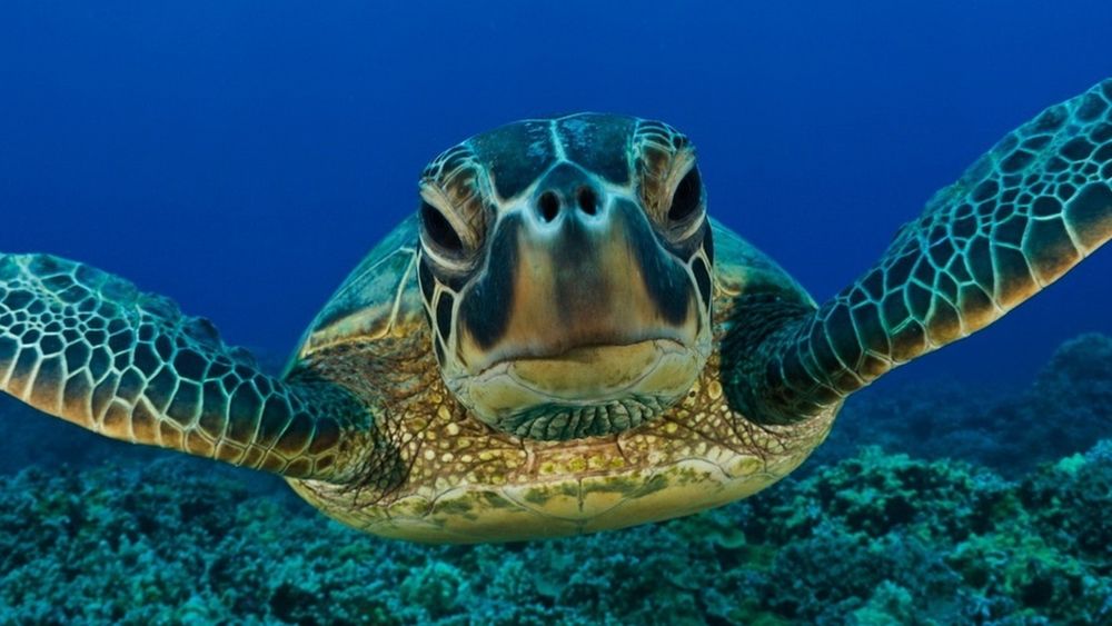 Peligro de extinción masiva en los océan