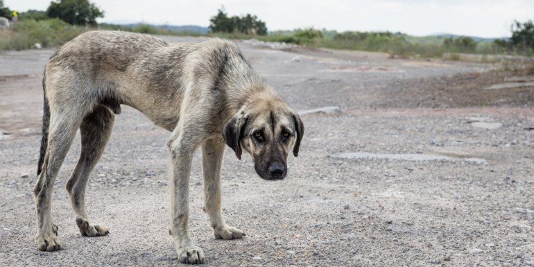 maltrato animal