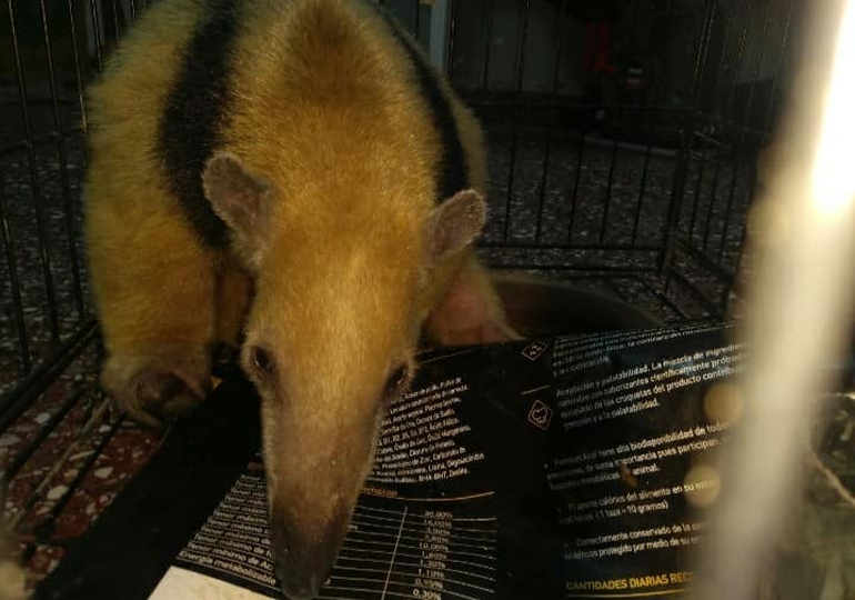 Libertador: encontraron un oso melero en una casa