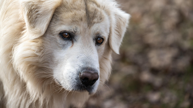 Cómo son los perros que viven para cuidar al ganado en la Puna